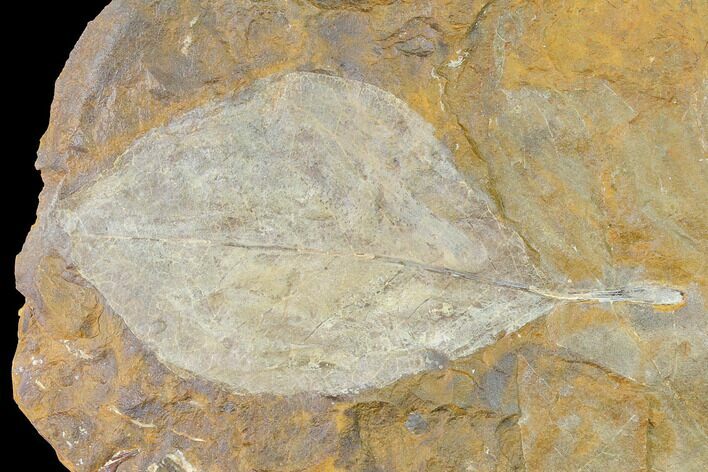 Paleocene Fossil Leaf (Averrhoites) - North Dakota #145308